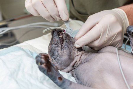 A veterinarian doctor is preparing to perform a surgery on a cat sphinx at animal hospital.