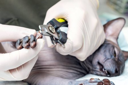 A veterinarian clipped a cat's sphinx nails in an animal hospital. cat claws
