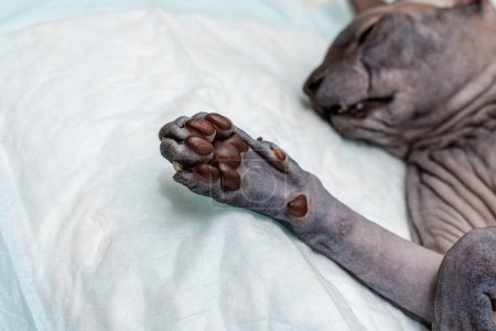Close-up of a cat's paw, the cat sphinx is lying on the operating table.