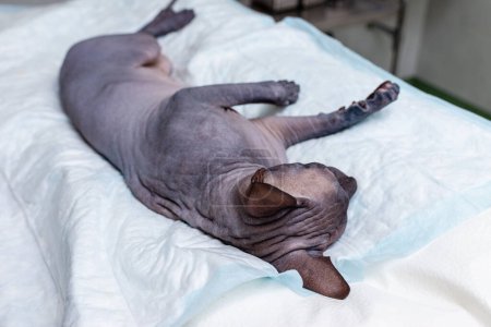 Canadian domestic cat sphinx lie on the surgery table in a veterinary animal hospital.