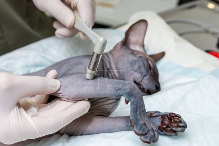 veterinarian with a medical hammer tests the sphinx cat's hand-foot reflexes in an animal hospital.