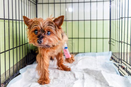 A young Yorkshire terrier dog is recovering in a cage at a veterinary hospital after surgery.