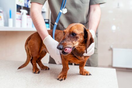 Dachshund dog being examined with a stethoscope by a veterinarian in a veterinary hospital.