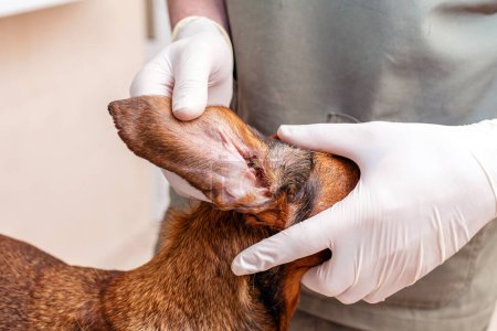 Dachshund dogs ears is examines by a veterinarian doctor in a veterinary hospital. Close-up.