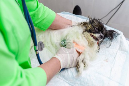 Mischlingshund wird nach einer Zahnreinigung vom Tierarzt in einer Tierklinik mit einem Stethoskop untersucht.