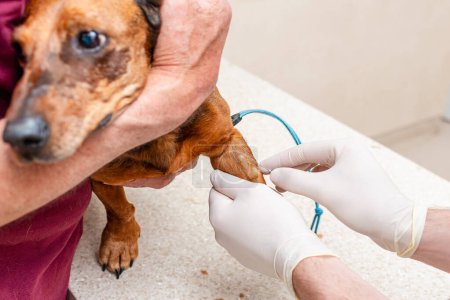 A blood sample is taken from the dog dachshund with needle at the animal hospital. close-up.