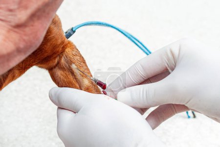 Un échantillon de sang est prélevé sur le teckel de chien avec une aiguille à l'hôpital pour animaux. gros plan.