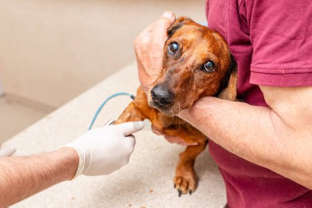 Un échantillon de sang est prélevé sur le teckel de chien avec une aiguille à l'hôpital pour animaux.