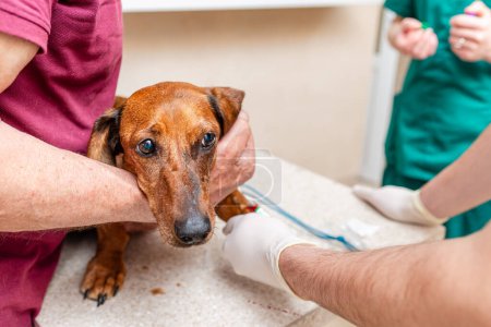 A blood sample is taken from the dog dachshund with needle at the animal hospital.