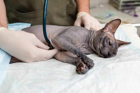 Arzt untersucht mit Stethoskop Kanadische Hauskatze Sphinx auf dem Operationstisch in einer Tierklinik.