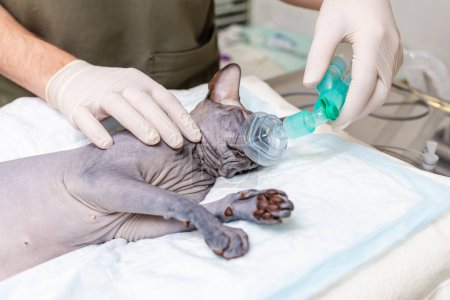 A veterinarian puts a sphinx on a cat inhalation narcosis in the animal hospital.