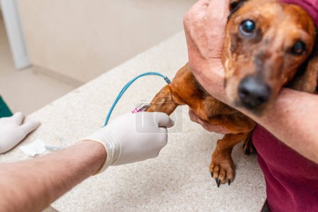 In der Tierklinik wird dem Dackel mit Nadel eine Blutprobe entnommen.