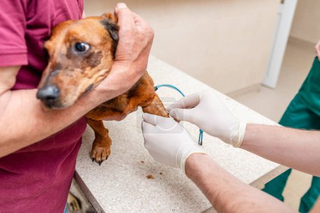 A blood sample is taken from the dog dachshund with needle at the animal hospital.