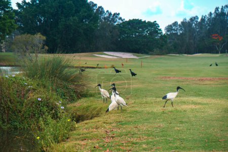 Photo for Gorgeous black-necked storks walking on the grass at the Glades Golf Course on the Gold Coast, Queensland, Australia. Landscape of the natural wildlife sanctuary within the golf course. - Royalty Free Image