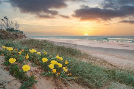 Photo for Breathtaking sunrise over the Coral Sea and crushing surfing waves against the pristine beach during beautiful sunrise with the yellow flowers in the foreground. - Royalty Free Image