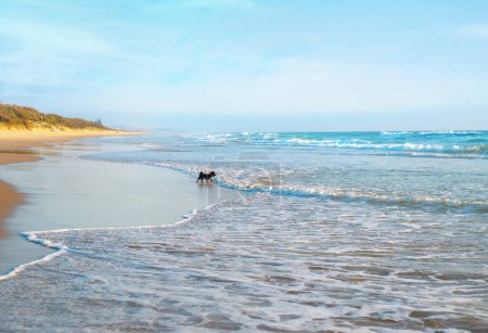 Photo for Cute little dog standing on the beach looking at crushing surfing waves ahead. Panorama of the Peregian Beach and the Pacific Ocean during sunrise on the Sunshine Coast, Queensland, Australia. - Royalty Free Image