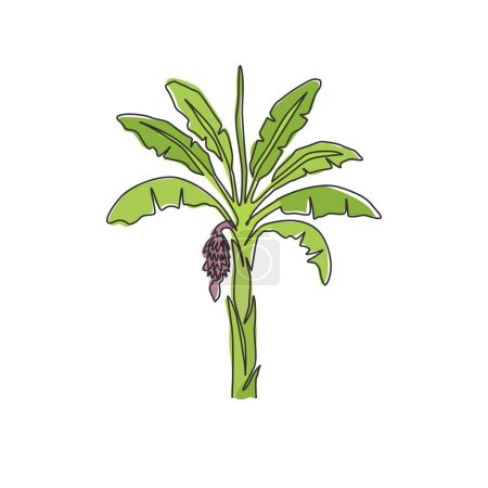 Illustration for Single one line drawing fertile and fresh banana tree. Decorative banana plant for plantation company. Agriculture cultivation concept. Modern continuous line draw design graphic vector illustration - Royalty Free Image