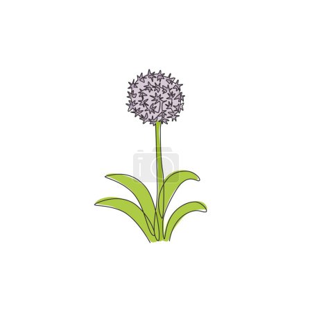 Illustration for Single one line drawing of beauty fresh allium giganteum for garden logo. Decorative giant onion flower concept home decor wall art poster print. Modern continuous line draw design vector illustration - Royalty Free Image