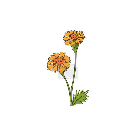 Illustration for Single continuous line drawing of beauty fresh tagetes erecta for home decor wall art poster print. Decorative marigold flower for floral card frame. Modern one line draw design vector illustration - Royalty Free Image