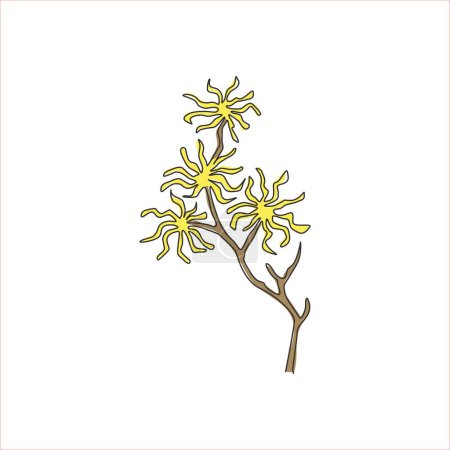 One continuous line drawing beauty fresh witch hazels for home art wall decor poster print. Decorative deciduous shrubs plant concept for invitation card. Single line draw design vector illustration