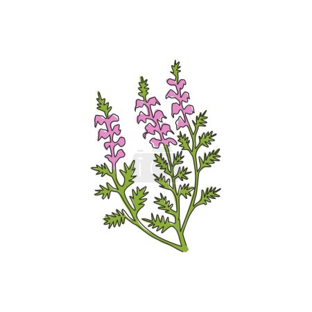 Illustration for One continuous line drawing of beauty fresh common heather for home decor wall art poster print. Decorative calluna vulgaris flower for invitation card. Single line draw design vector illustration - Royalty Free Image
