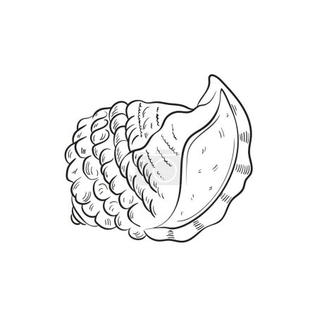 Hand-drawn, engraved line illustrations of realistic mollusk shells in various forms. Perfect for marine-themed designs. Black and white sketches on a navy peony background, including starfish. Ideal for undersea-themed projects