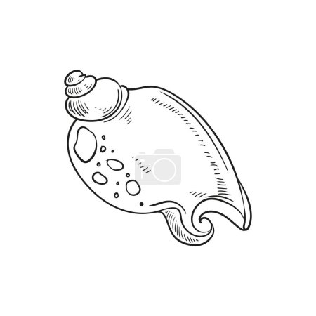 Ilustraciones de líneas grabadas y dibujadas a mano de conchas de moluscos realistas en varias formas. Perfecto para diseños con temática marina. Bocetos en blanco y negro sobre un fondo peónico marino, incluyendo estrellas de mar. Ideal para proyectos de temática submarina