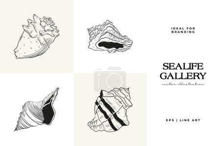 Handgezeichnetes Vektorset mit realistischen Skizzen verschiedener Meeresmuscheln und Seesterne in schwarz und weiß. Ideal für Unterwasser-Designs.