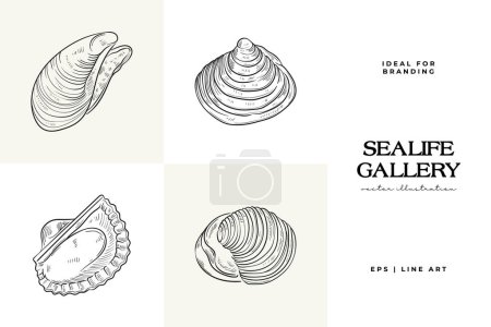 Ensemble vectoriel dessiné à la main avec des croquis réalistes de diverses coquillages marins et étoiles de mer en noir et blanc. Idéal pour les dessins sous-marins.