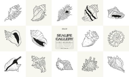 Set vectorial dibujado a mano con bocetos realistas de varias conchas marinas y estrellas de mar en blanco y negro. Ideal para diseños con temática submarina.