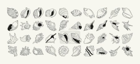 Handgezeichnetes Vektorset mit realistischen Skizzen verschiedener Meeresmuscheln und Seesterne in schwarz und weiß. Ideal für Unterwasser-Designs.