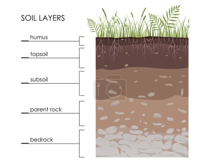 Illustration for Soil layers diagram, scheme with grass, roots, stones, worms, humus, sand, stones. Geology Underground infographic. Land in the section. Mineral particles. Vector educational illustration - Royalty Free Image
