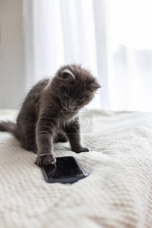 Téléchargez les photos : Funny chaton gris est assis sur le lit et utilise un téléphone portable avec sa patte - en image libre de droit