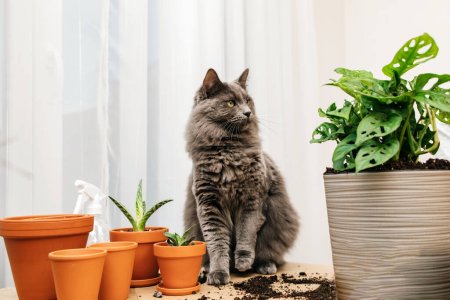 Téléchargez les photos : Un chat gris du Maine Coon est assis à côté d'une plante de la maison Monstera. Dommages causés par certaines plantes aux animaux. animaux drôles. - en image libre de droit
