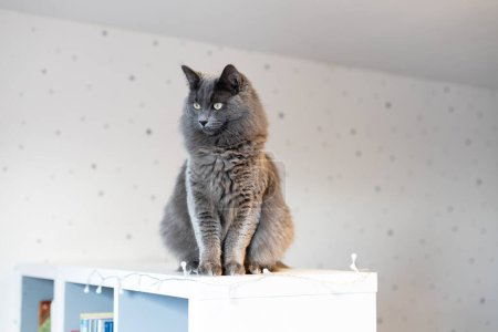 Photo for A fluffy gray cat sits on a bookcase in a childrens room and looks away. Funny pets. Cat life at home. - Royalty Free Image