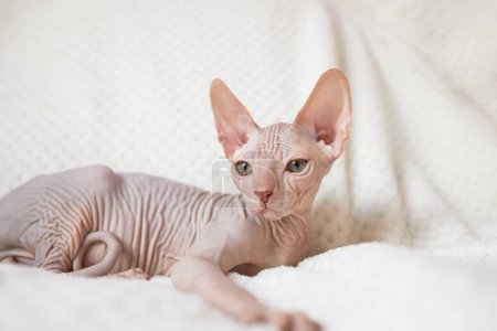 A cute Canadian Sphynx kitten lies on a white blanket and looks into the camera. Unusual pets and their life in the apartment.