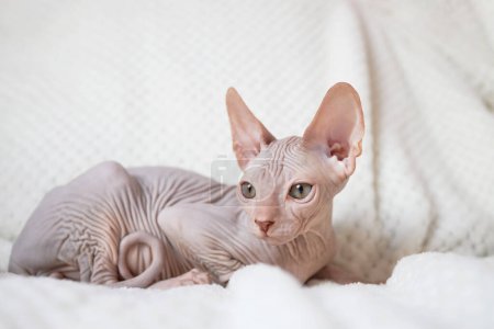 A cute Canadian Sphynx kitten lies on a white blanket and looks into the camera. Unusual pets and their life in the apartment.