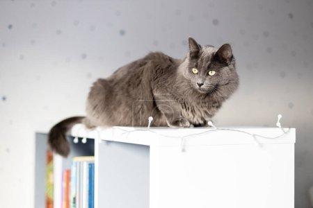 Photo for A beautiful gray cat lies on a bookcase in a childrens room. Life of pets in the apartment. Cat life at home. - Royalty Free Image