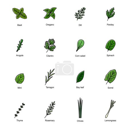 Téléchargez les illustrations : Set of color icons of culinary herbs, vector illustration - en licence libre de droit