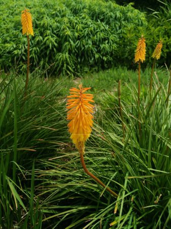 Photo for Vertical image of beautiful pale orange kniphofia or red hot pokers in garden setting with bushes in background. High quality photo - Royalty Free Image