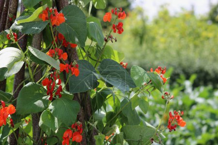 Foto de Young runner bean plant with red flowers in garden setting. High quality photo - Imagen libre de derechos