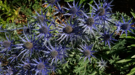 Foto de Fondo de marco completo de acebo marino de flores azules con follaje verde espinoso. Foto de alta calidad - Imagen libre de derechos