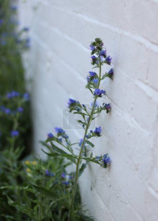 Foto de Imagen vertical de hermosas flores silvestres azules contra la pared blanca. Foto de alta calidad - Imagen libre de derechos