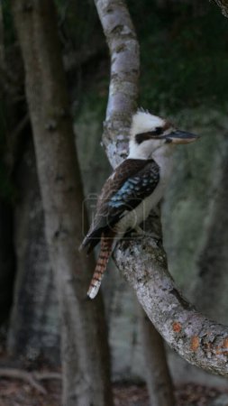 Foto de Imagen vertical de colorido kookaburra camuflado en el árbol rodeado de ramas de árboles grises. Foto de alta calidad - Imagen libre de derechos