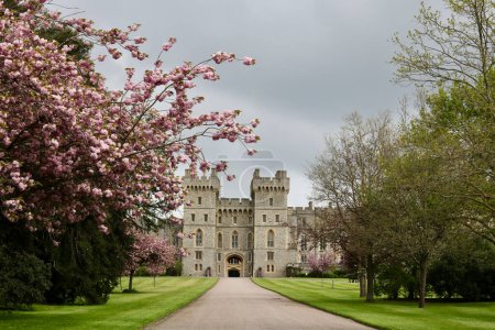 Téléchargez les photos : 1 mai 2023 - Windsor Royaume-Uni : Entrée arrière du château de Windsor au printemps avec des fleurs de cerisier visibles et un ciel gris au-dessus. Photo de haute qualité - en image libre de droit