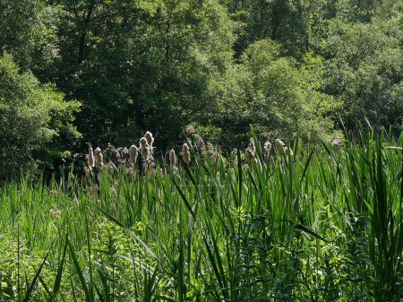 Photo for Spring scene showing grasses and fluffy bullrushes with trees behind. High quality photo - Royalty Free Image