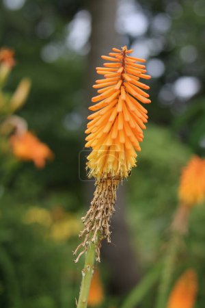 Foto de Vertical image of beautiful pale orange kniphofia or red hot pokers in garden setting with bushes in background. High quality photo - Imagen libre de derechos