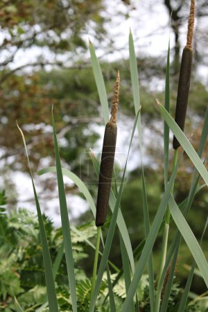 Photo for Vertical image of bullrushes and foliage against blue cloudy sky . High quality photo - Royalty Free Image