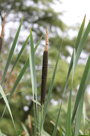 Photo for Vertical image of bullrushes and foliage against blue cloudy sky . High quality photo - Royalty Free Image