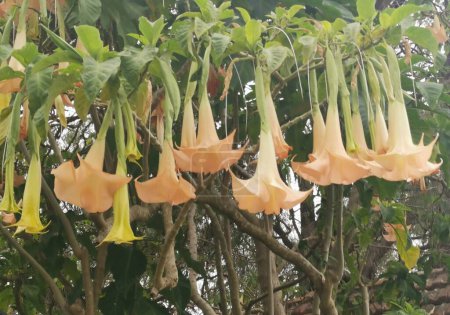 Photo for Beautiful apricot coloured brugmansia flowers and foliage on sunny day. High quality photo - Royalty Free Image
